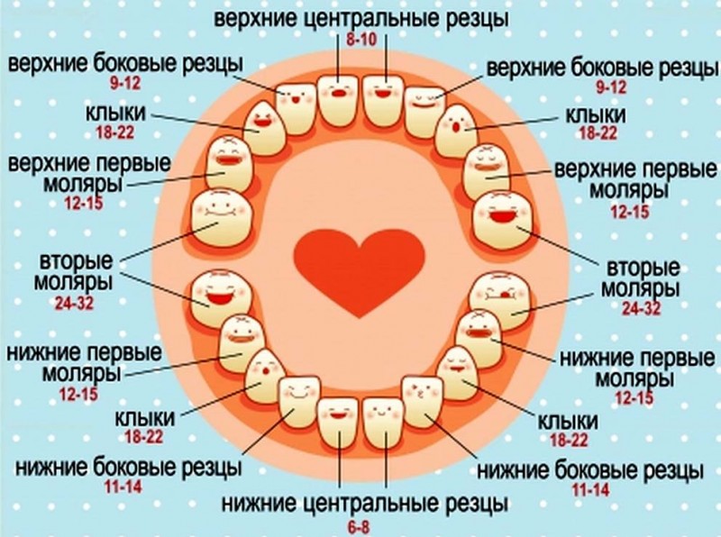 Со скольких месяцев режутся первые зубки и в какой последовательности