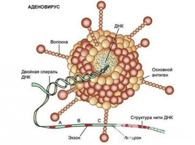 Ротавирусная инфекция у ребенка младше года — симптомы и признаки