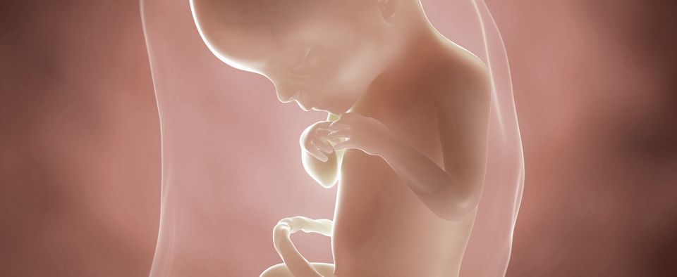 Беременность 21 неделя – развитие плода и ощущения женщины