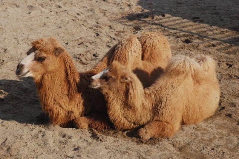 Как объяснить ребенку 3-5 лет зачем верблюду горбы
