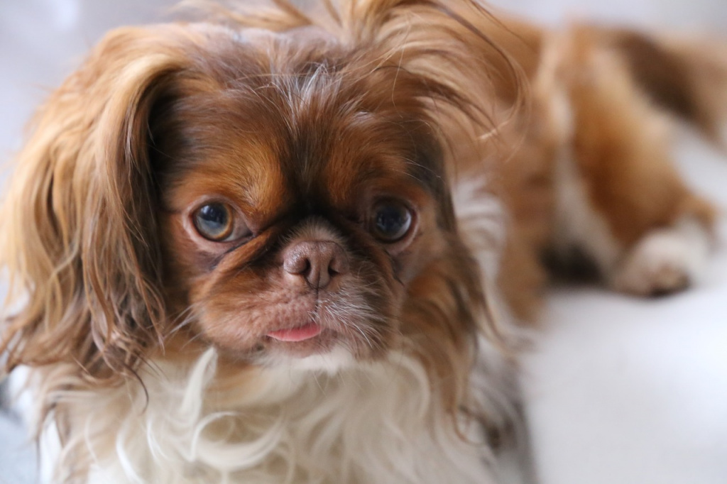 Питомец для ребенка: правила выбора и советы по уходу