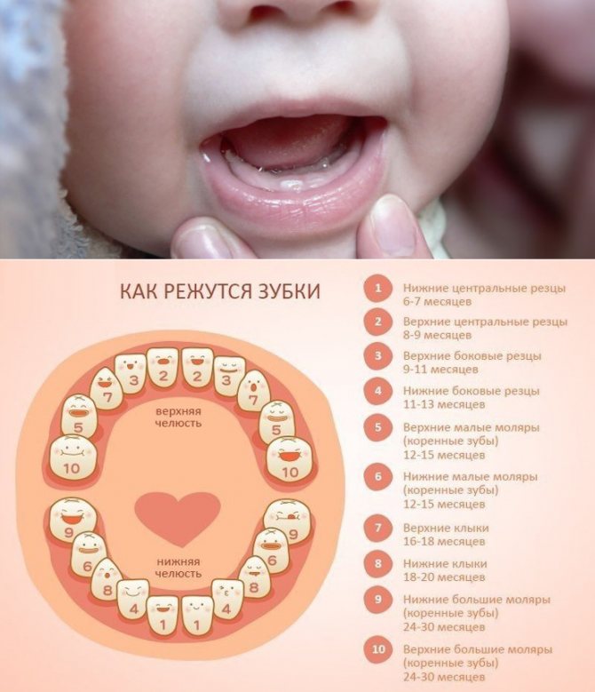 Выучить назубок: как помочь ребенку пережить прорезывание зубов  - con-med.ru