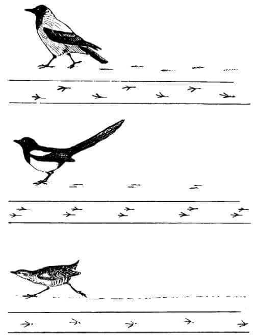 Почему летают птицы (как объяснить ребенку 3-5 лет)