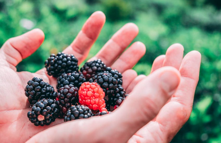 Можно ли кормящей маме ежевику?