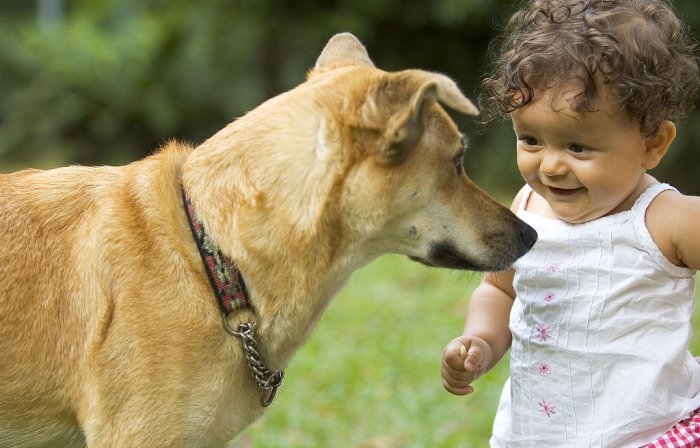 Как устранить агрессию собаки к детям