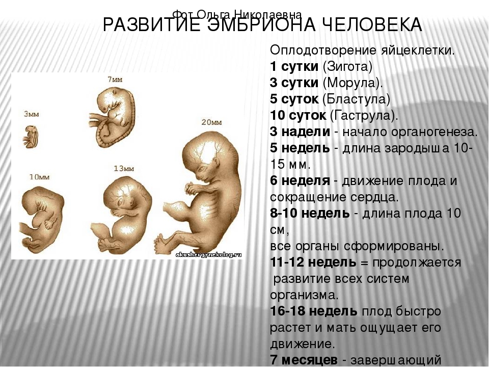 Развитие ребенка по месяцам в утробе ~ поликлиника №1 ран