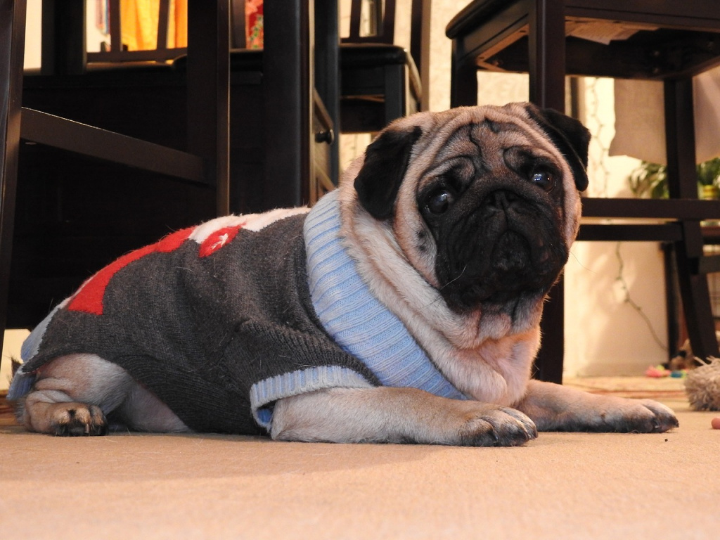 Питомец для ребенка: правила выбора и советы по уходу