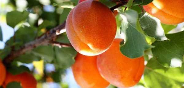 Солнечный фрукт — абрикос