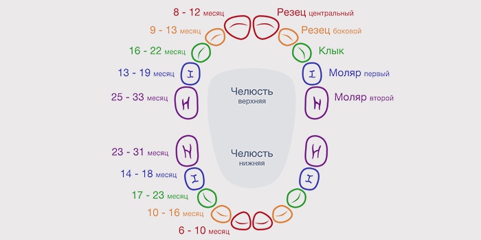 Глазные зубы у детей