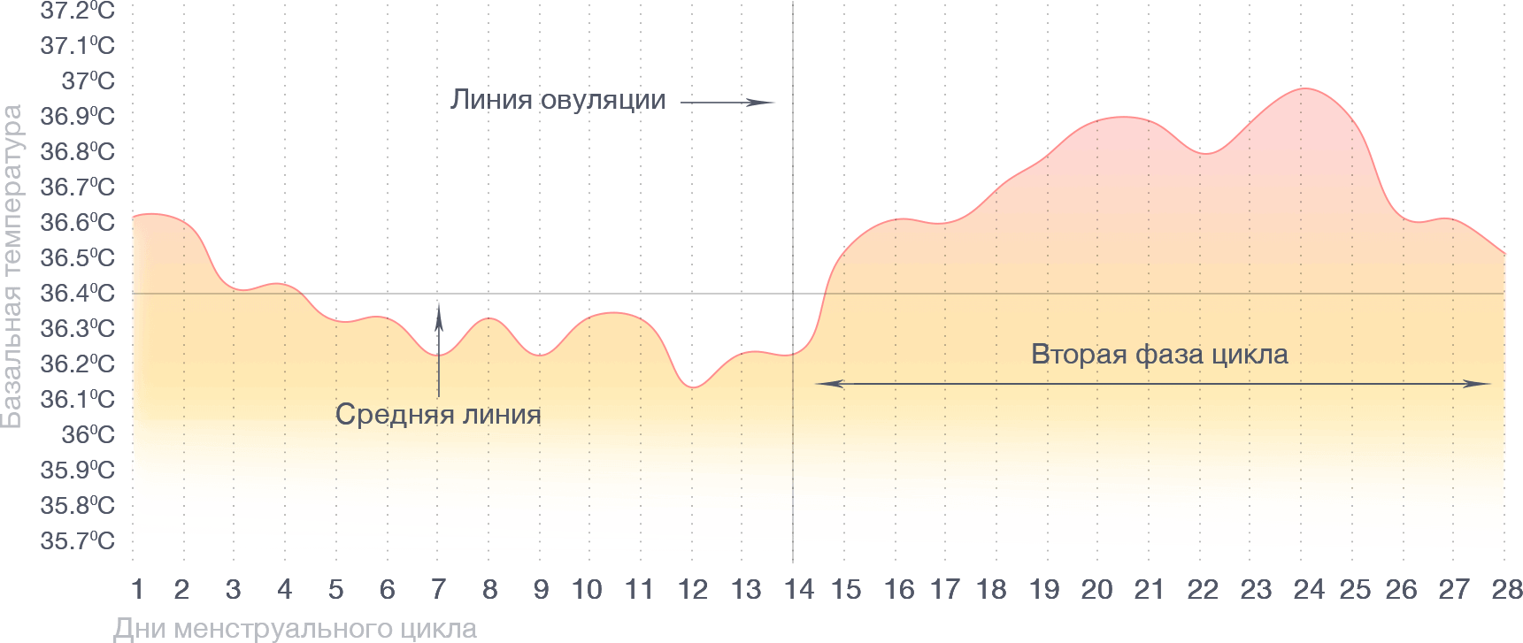 когда перестает болеть грудь после овуляции фото 56