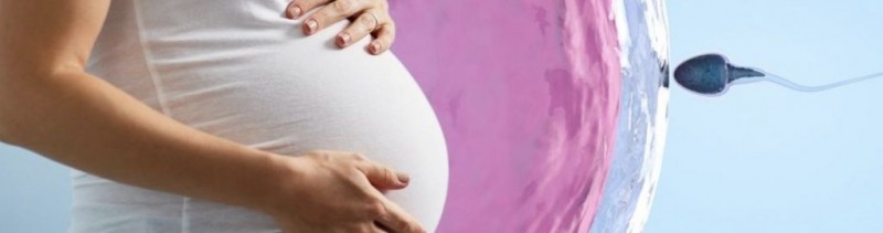 Боровая матка для зачатия: как применять?