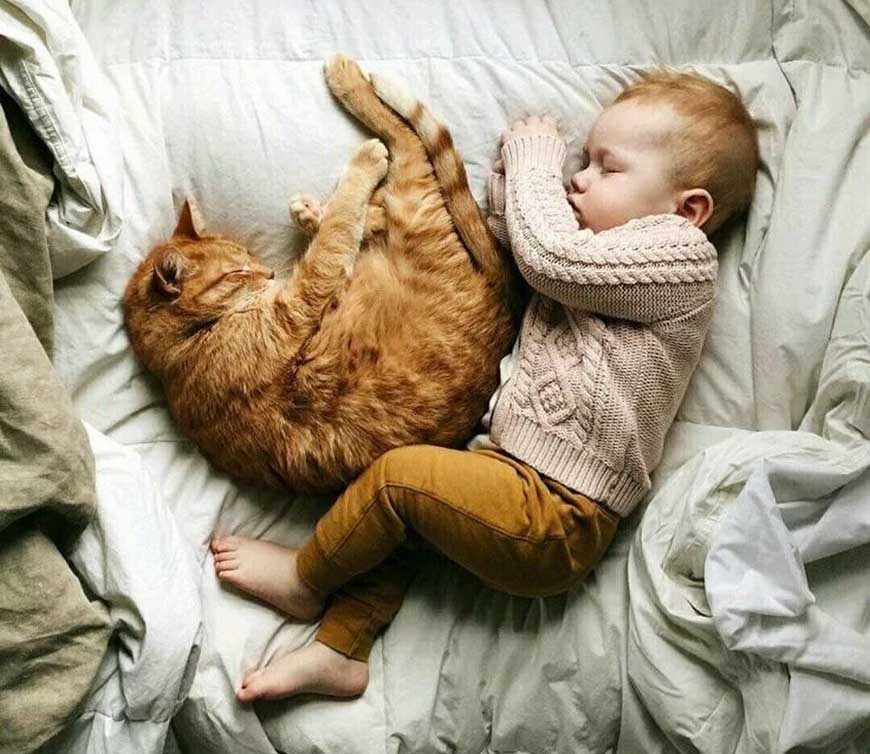Кошка спит в детской кроватке примета до родов