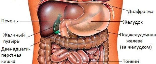 Желудок под печенью. Расположение печени в брюшной полости. Расположение органов в желудке человека. Печень расположение под диафрагмой.