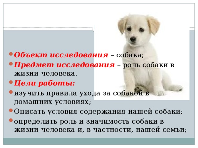 Животные для детей - 10 питомцев, за которыми легко ухаживать | online.ua