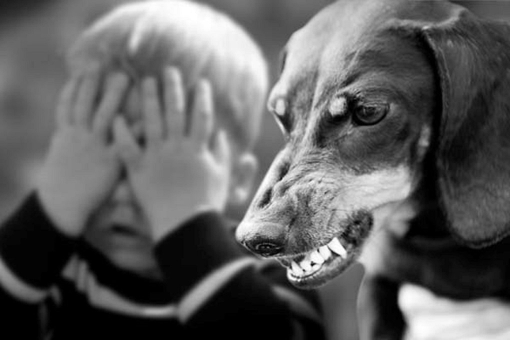 Ребенок боится собак: разбираем все возможные причины