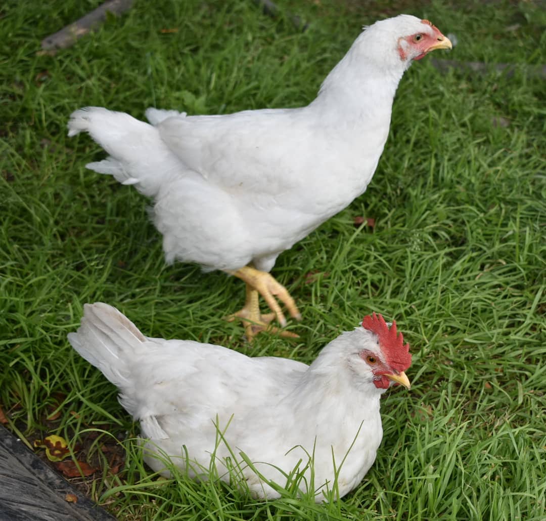 Почему летают птицы (как объяснить ребенку 3-5 лет)