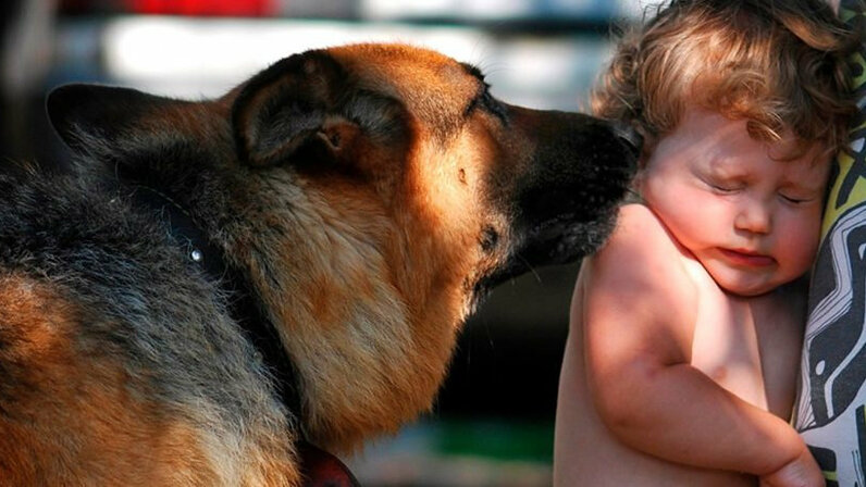 Пять правил поведения с собаками, которым нужно обучить детей