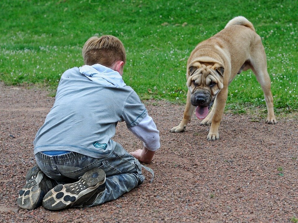 Как воспитать собаку, не прибегая к насилию? 6 полезных кинологических секретов