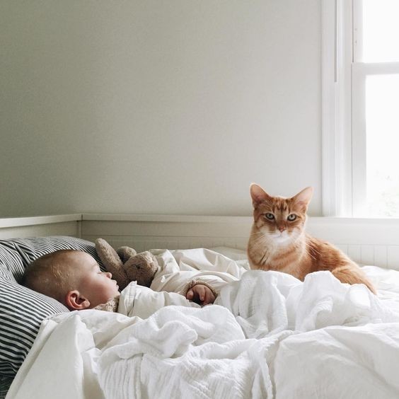 Кошка спит в кроватке с младенцем: опасно ли это