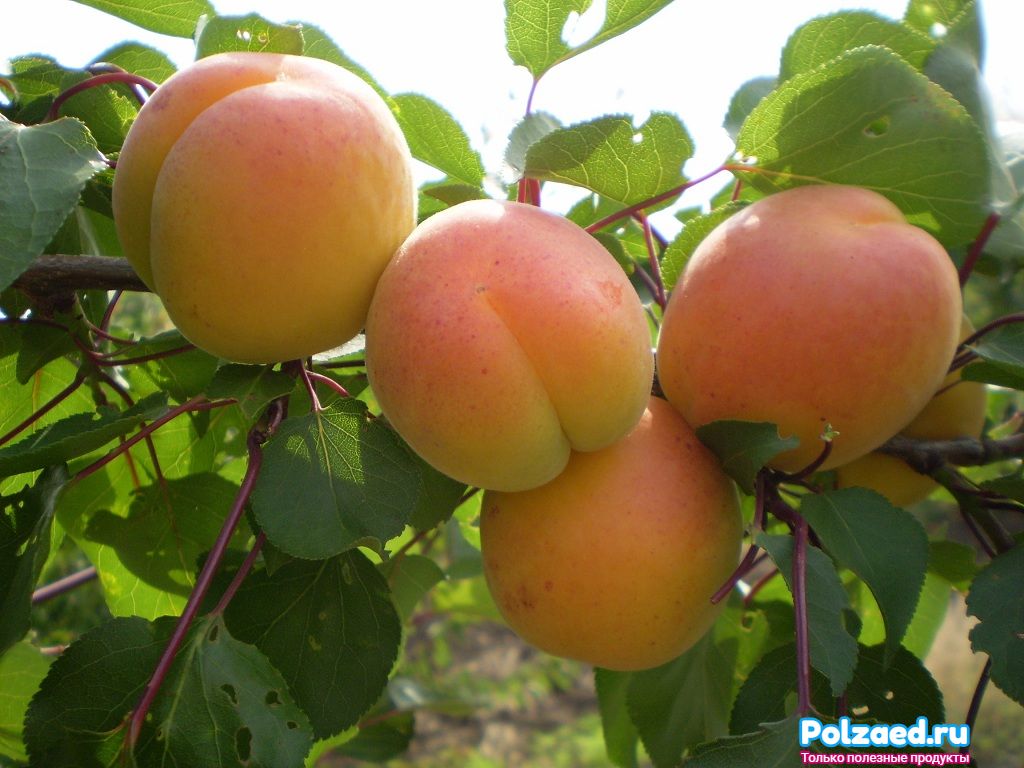 Солнечный фрукт — абрикос