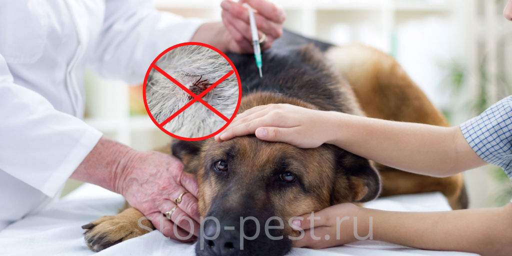 10 главных ошибок при защите от клещей