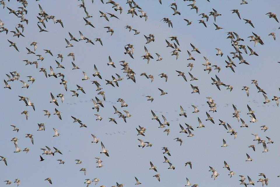 Почему птицы улетают на юг? Как объяснить малышу