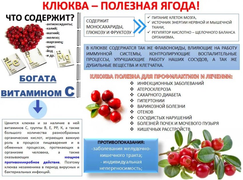 С какого возраста можно давать детям клюкву и клюквенный морс