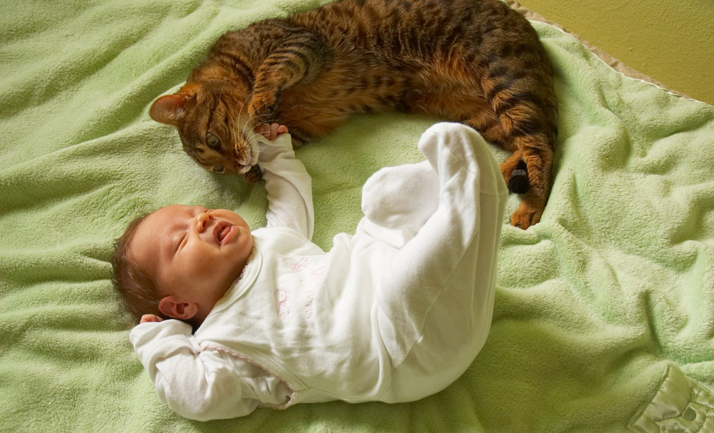 Правила, которые помогут приучить котенка к месту для сна