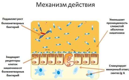 Лакто и бифидобактерии для новорожденных — какие препараты лучше