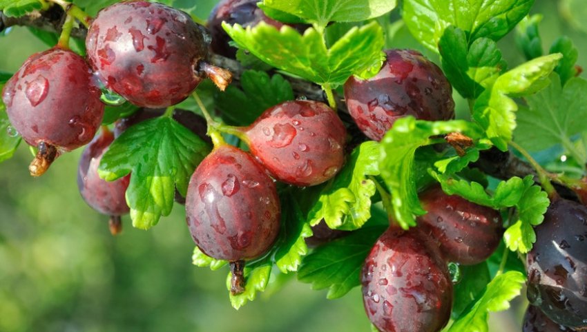 Можно ли кормящей маме крыжовник: личный опыт кормящей мамы