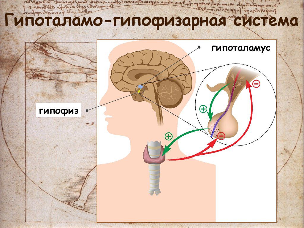 Физиологические особенности или лактационная аменорея