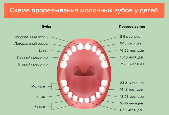 Сколько должно быть зубов у ребенка в 1 год