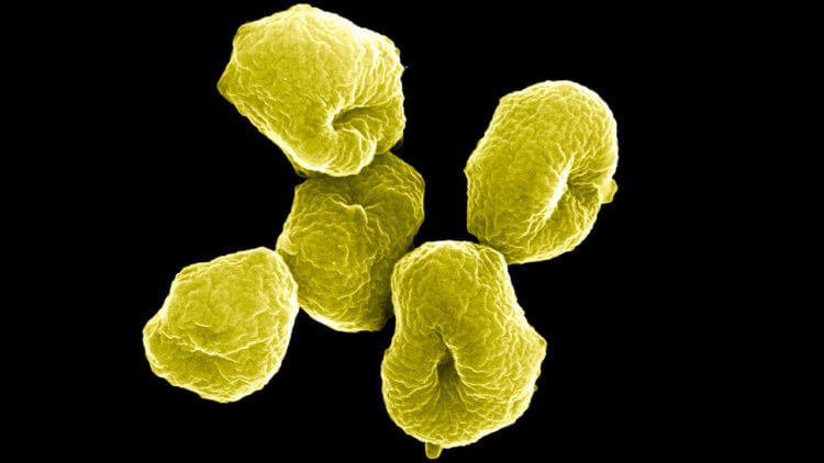 Йодофильная флора у ребенка в кале — норма бактерий для младенцев