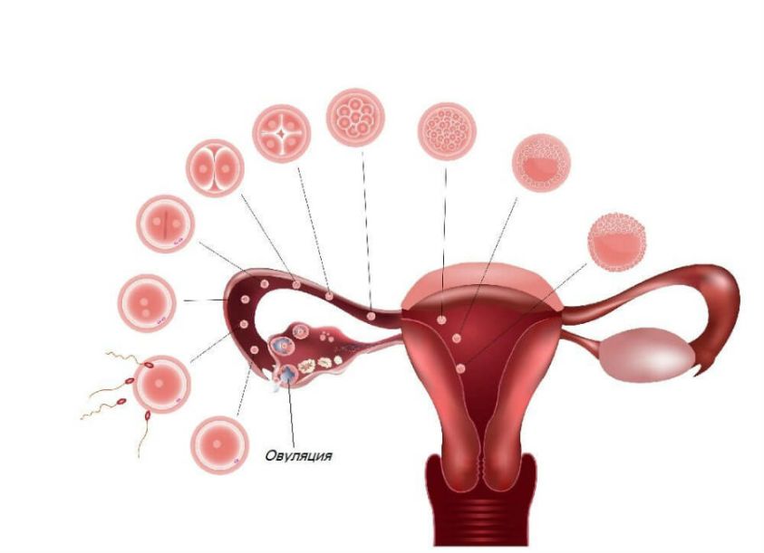 Можно ли забеременеть сразу после родов? Как предохраняться?