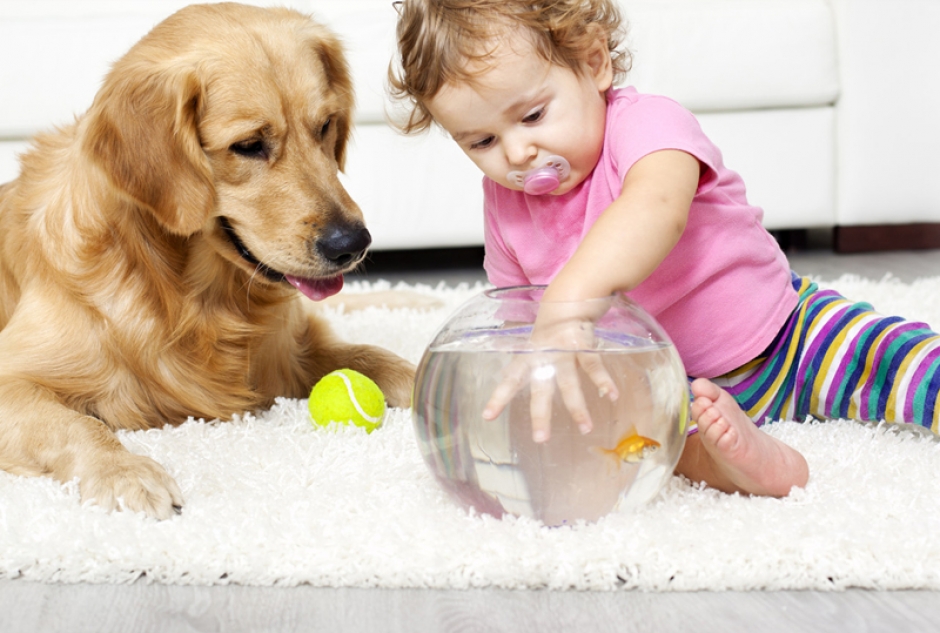 Топ 10 маленьких домашних животных для вашего ребенка :: инфониак