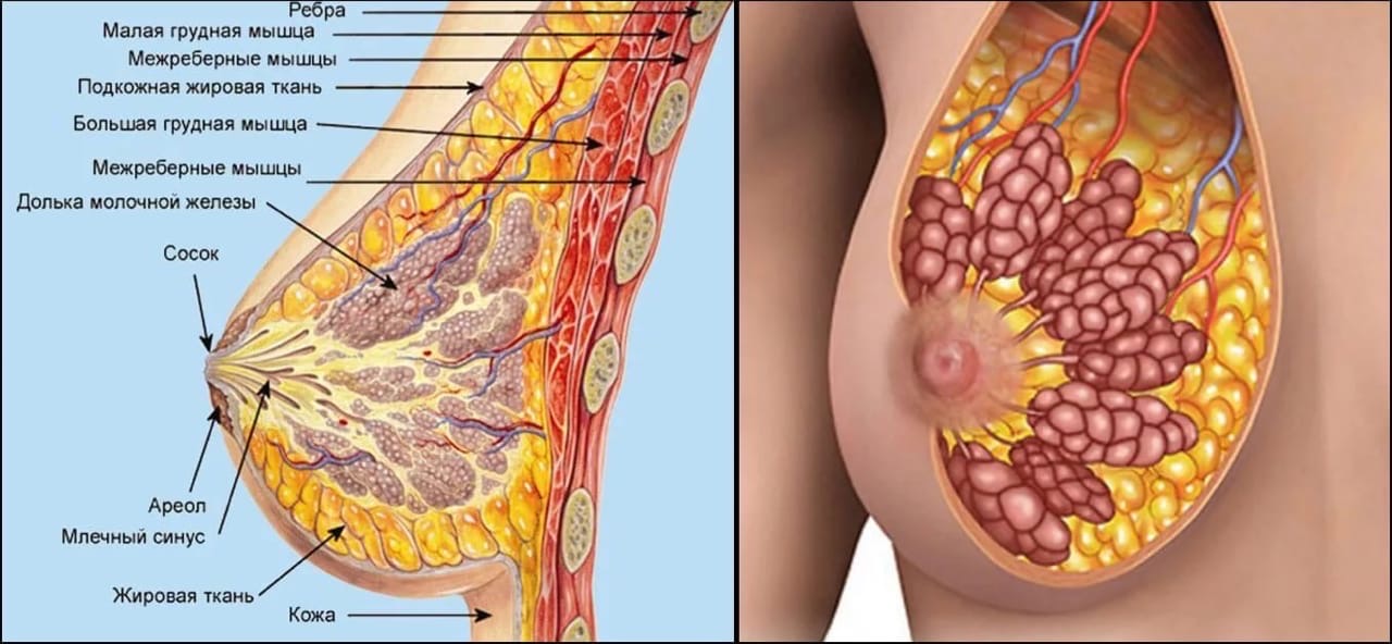 13 способов усилить лактацию