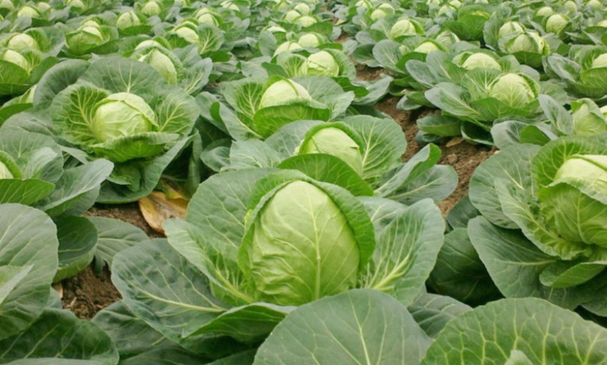 Можно ли капусту кормящей маме?