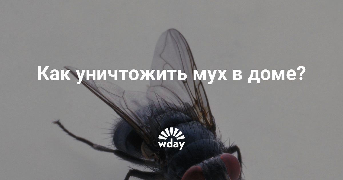 Энтомофобия. что делать, если ребенок боится насекомых?