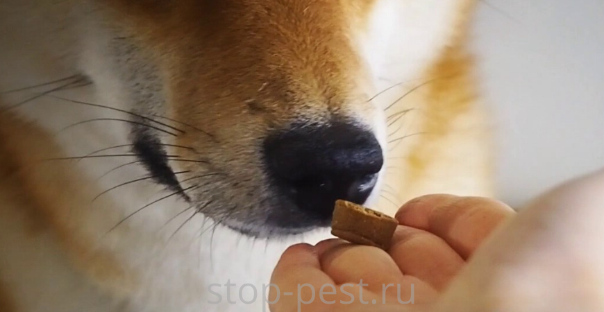 10 главных ошибок при защите от клещей