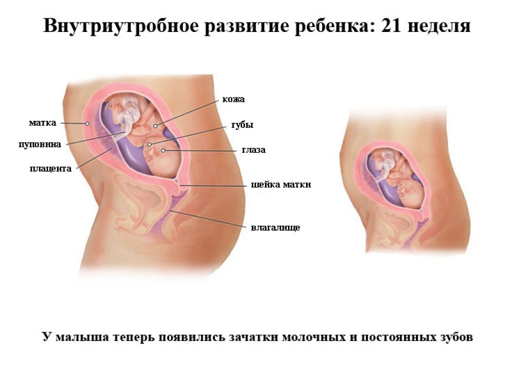 21 неделя беременности: что происходит с малышом и мамой
