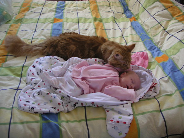 Ученные рассказали почему спать в одной кровати вместе с котом опасно.