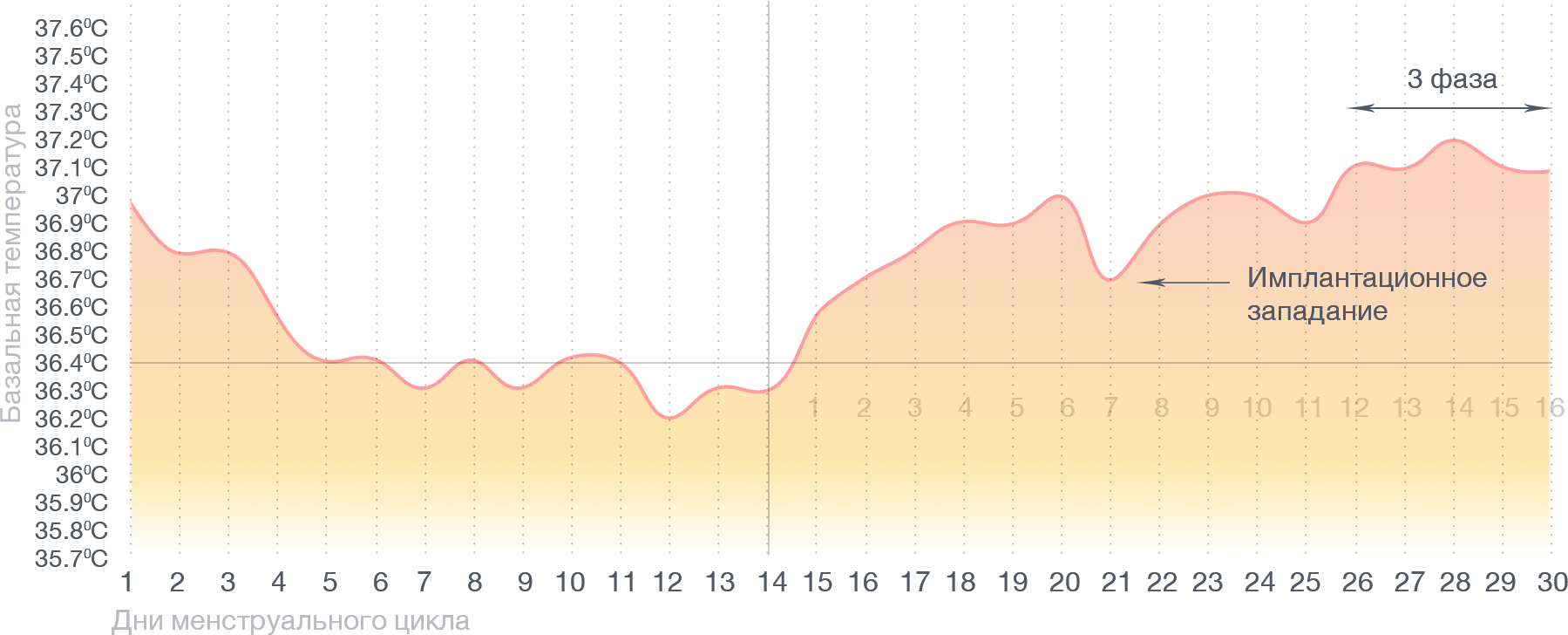 Базальная температура после овуляции