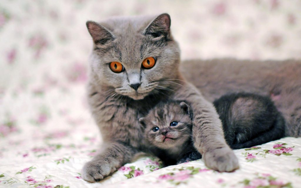 Почему кошки мурлыкают – ответ на вопрос ребенка 3-5 лет