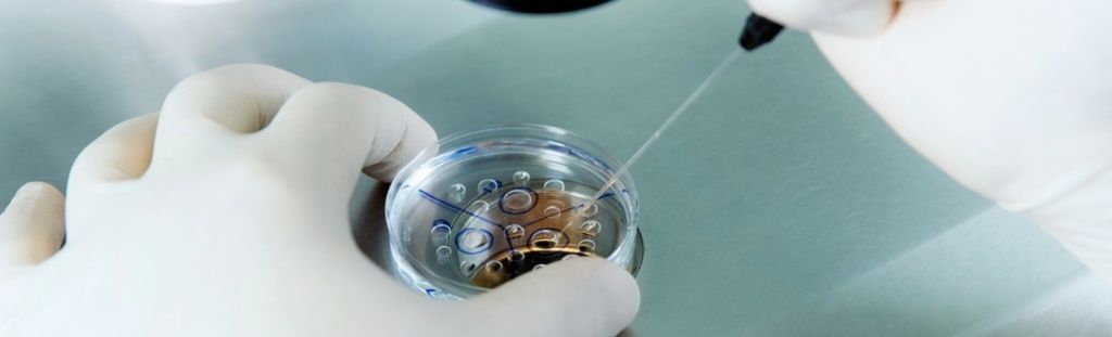 6 неделя беременности