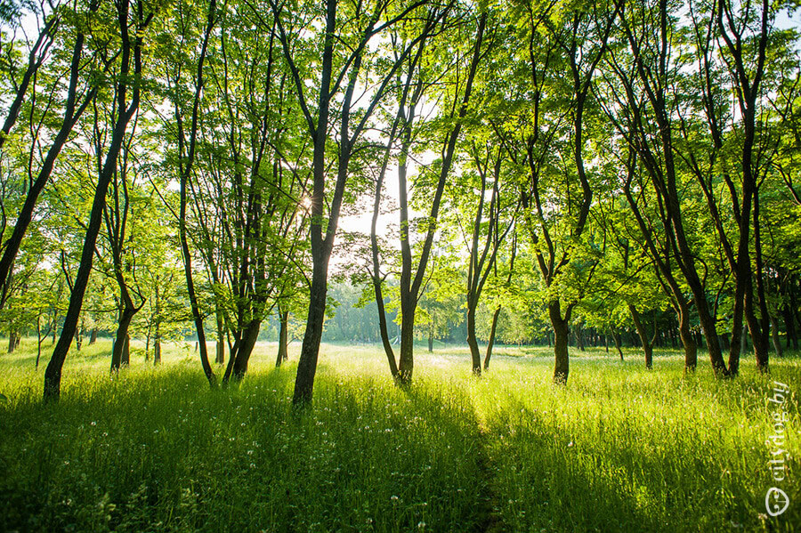 10 главных ошибок при защите от клещей