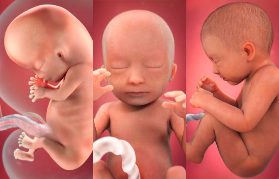 Этапы развития новорожденного малыша по неделям после родов: календарь от рождения до 1 года