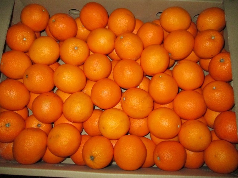 Если постоянно хочется апельсины на ранних сроках беременности, сколько штук в день их можно кушать и можно ли есть перед самыми родами