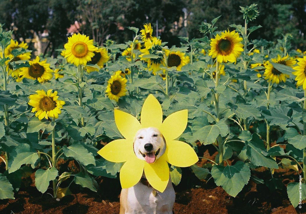 Что делать, если ребёнок боится собак?