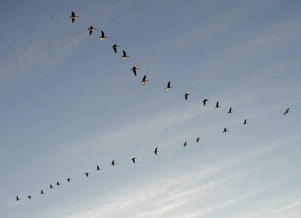 Почему птицы улетают на юг? Как объяснить малышу