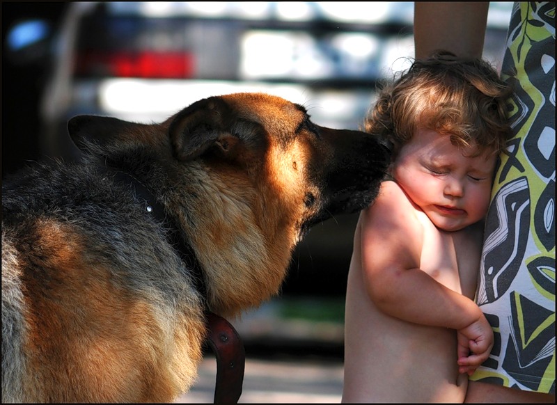Как побороть страх собаки перед чужими людьми и местностью? | блог ветклиники "беланта"